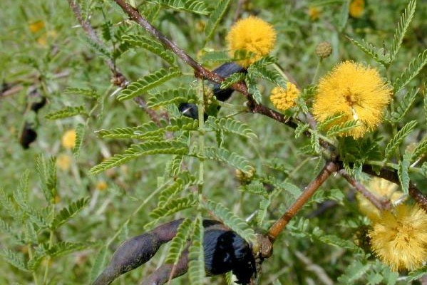 Acacia Farnesiana Extract for Skin