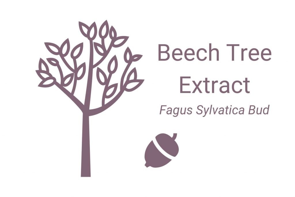 Beech Tree Extract (Fagus Sylvatica Bud)