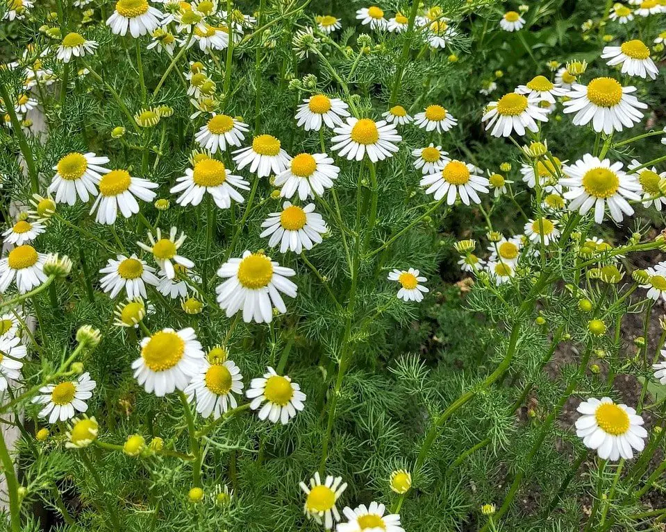 Chamomilla Recutita (Matricaria) Flower Extract - Also known as German Chamomile