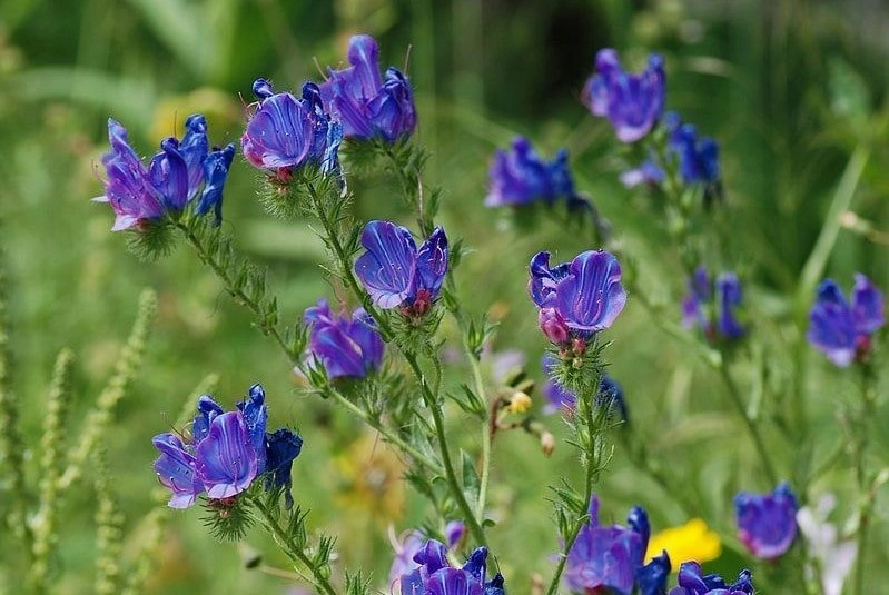 Echium Plantagineum Seed Oil