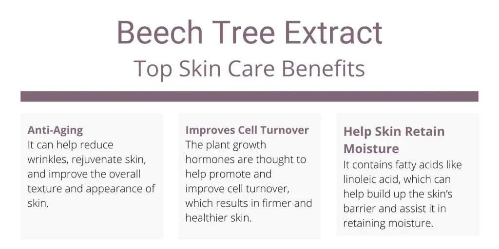 Beech Tree Extract skincare benefits
