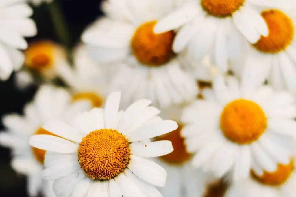 Anthemis Nobilis Flower Extract (Chamomile) for Skin