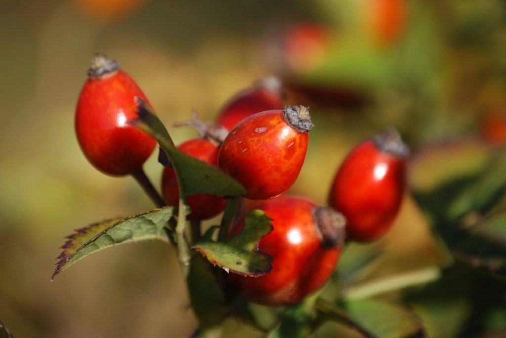 What Is Rosehip Oil?