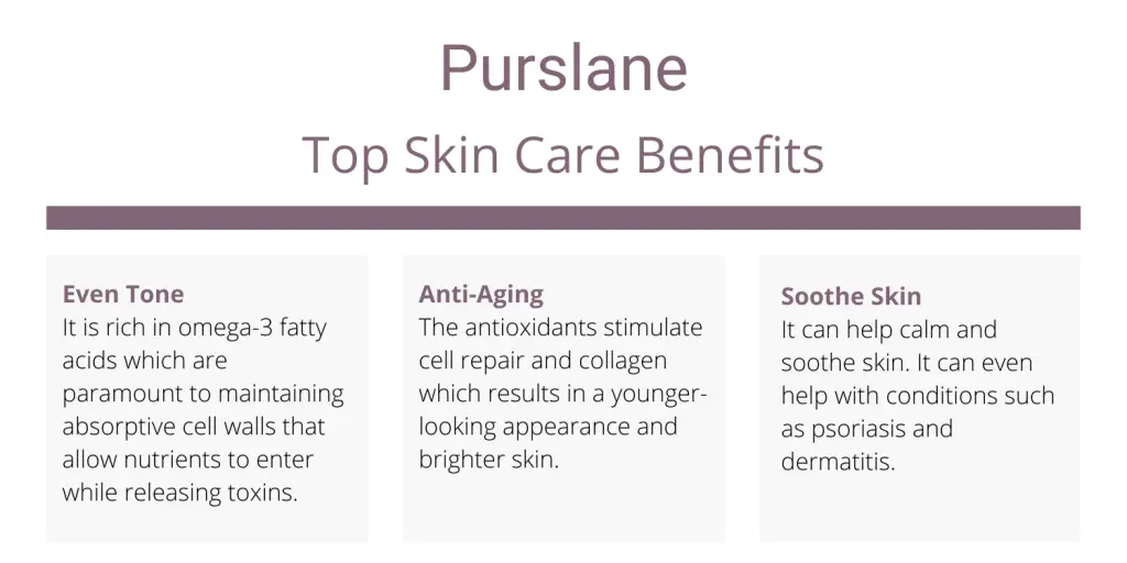 Purslane skincare benefits