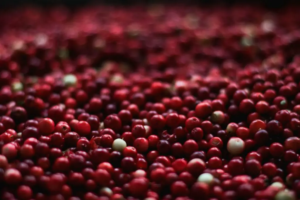 Cranberry Seed Oil for Skin