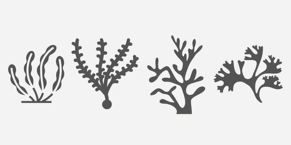 types of seaweed for skin