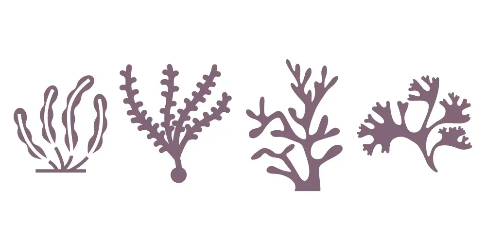 types of seaweed for skin