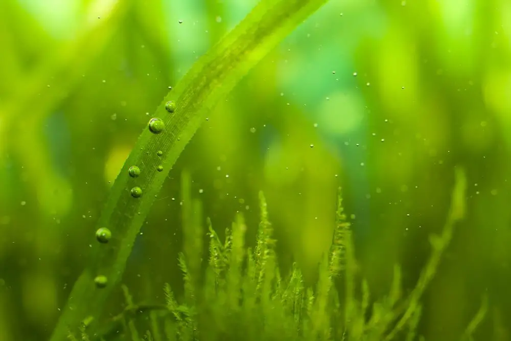What is Alguronic Acid?