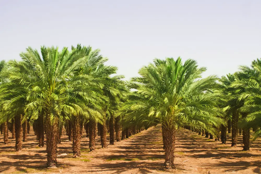 Is Palmitic Acid Bad For The Environment?