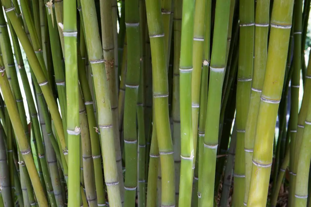 Bambusa Arundinacea (Bamboo) Stem/Leaf Extract