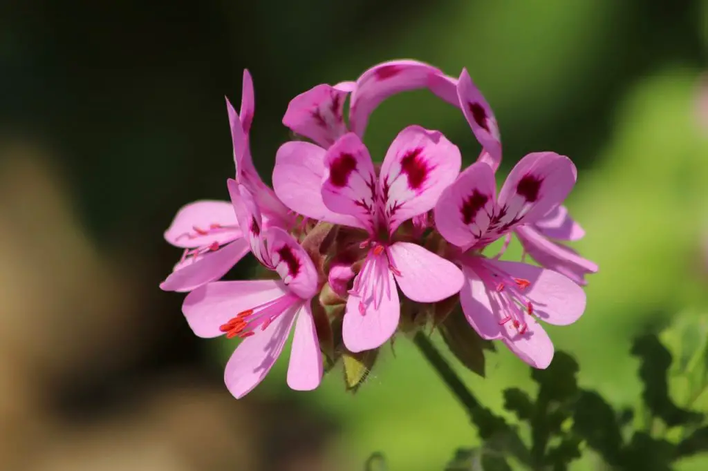 Geranium Oil for Hyperpigmentation