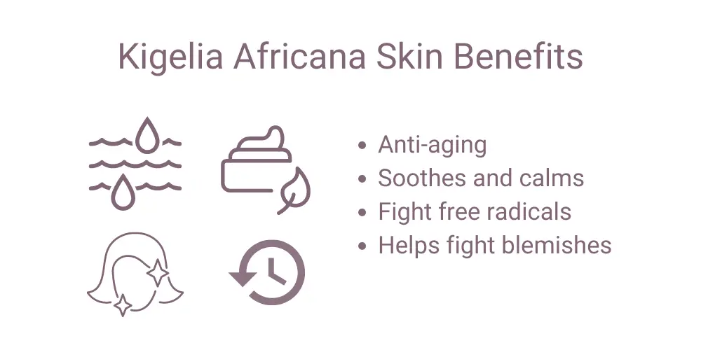 Kigelia Africana Skin Benefits
