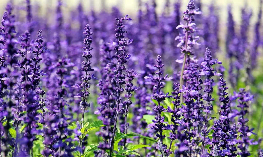 Lavender Oil for Hyperpigmentation 