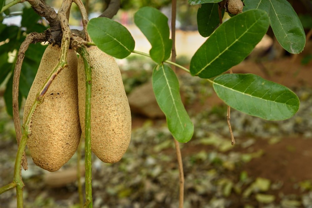 Kigelia Africana Fruit Extract in Skincare