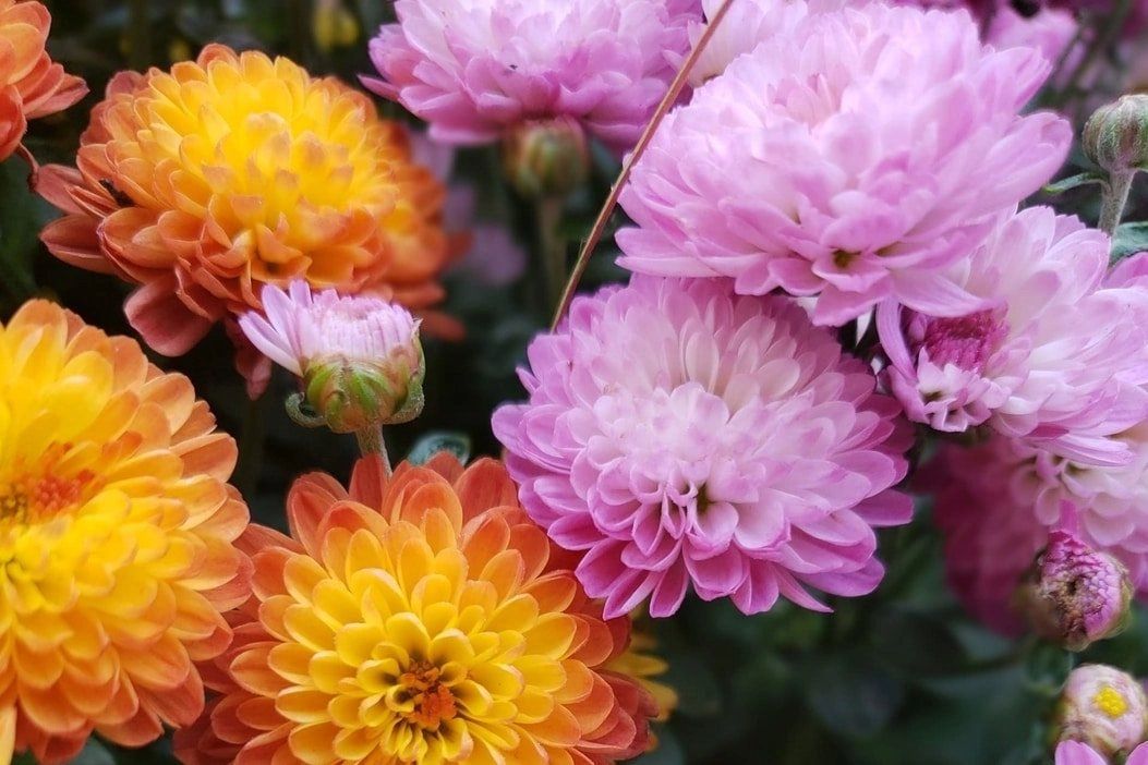 Chrysanthemum Extract in Skincare