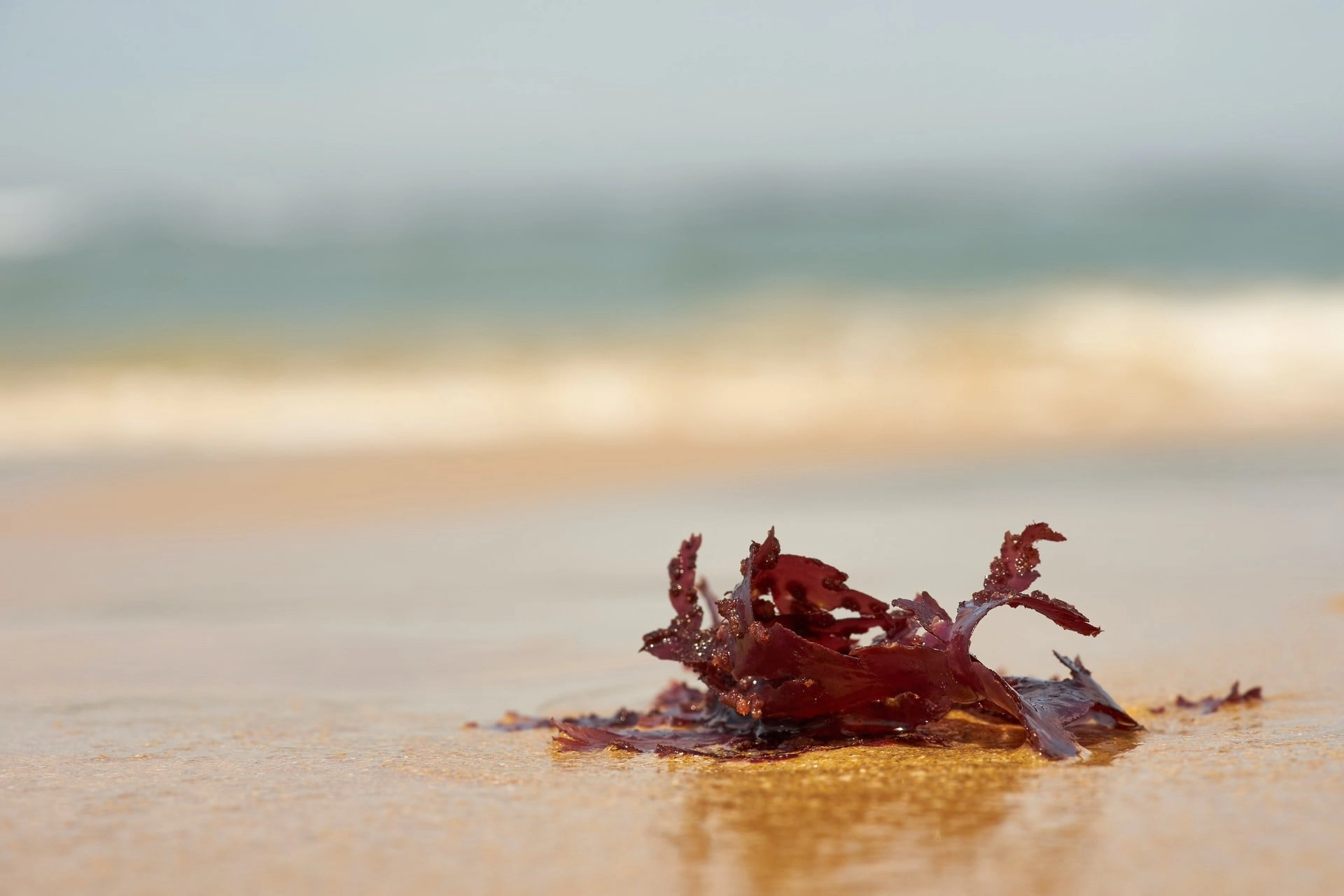 Corallina Officinalis Extract in Skincare