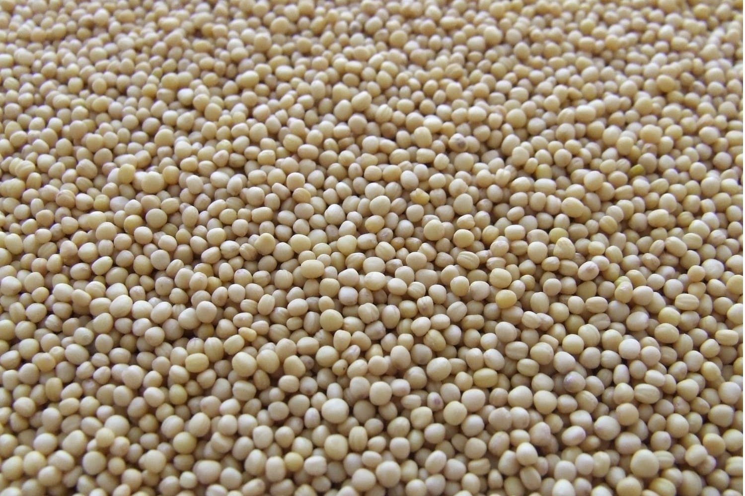 Crambe Abyssinica Seed Oil  in Skincare