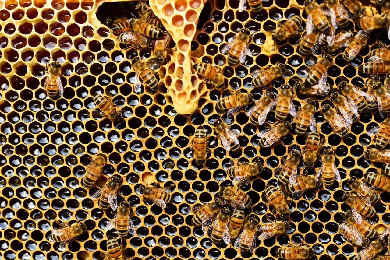 Cera Alba (Beeswax) in Skincare