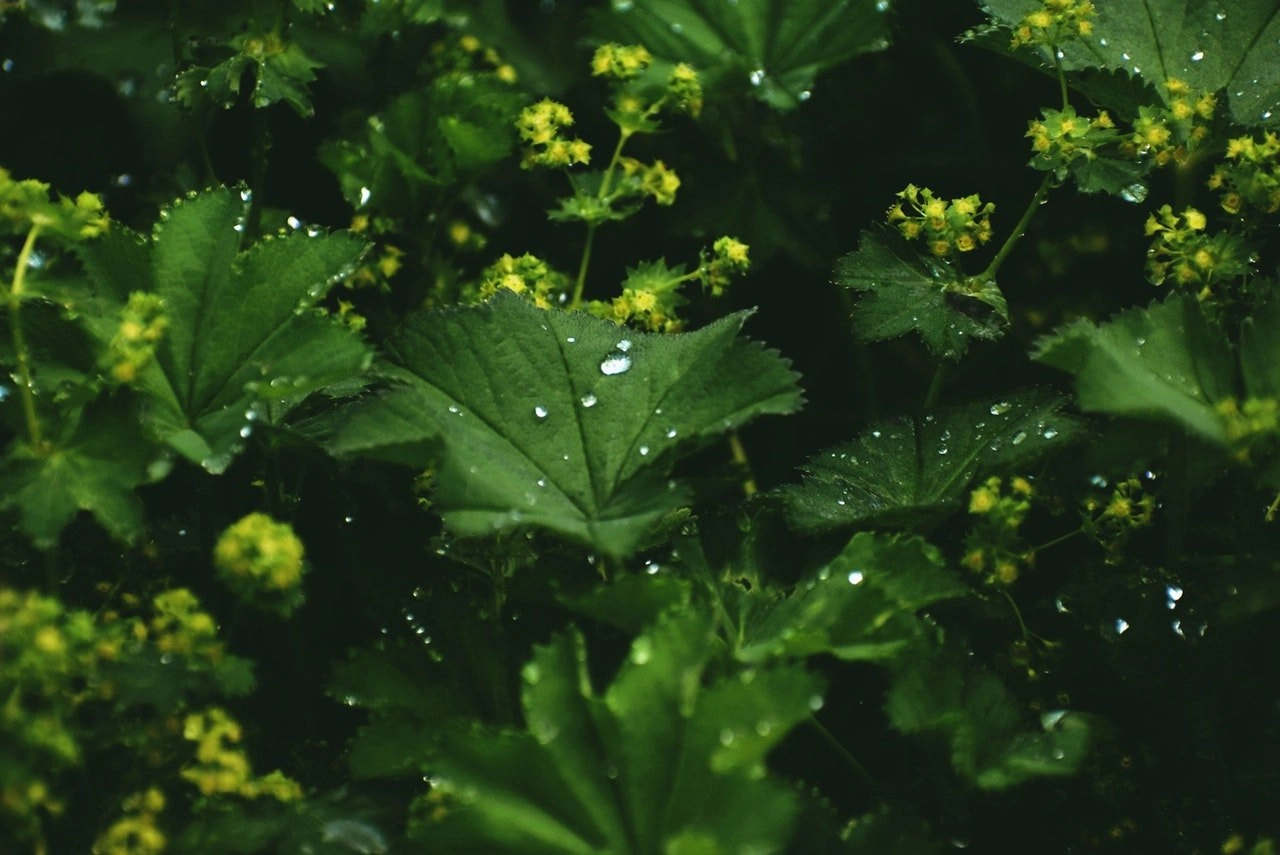 Alchemilla Vulgaris Extract in Skincare