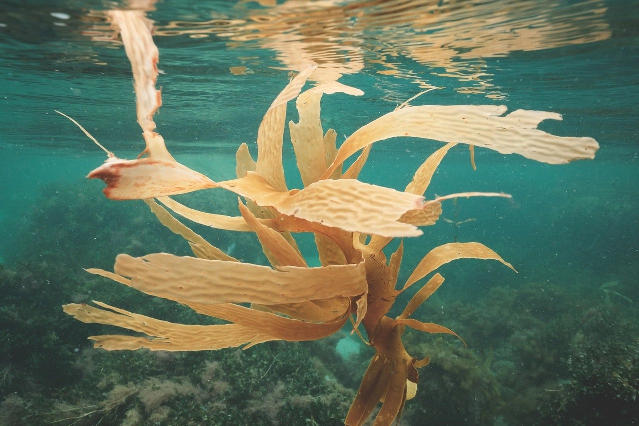 Laminaria Digitata (Kelp) Extract in Skincare