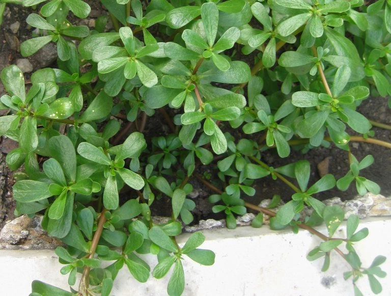 Purslane in Skincare