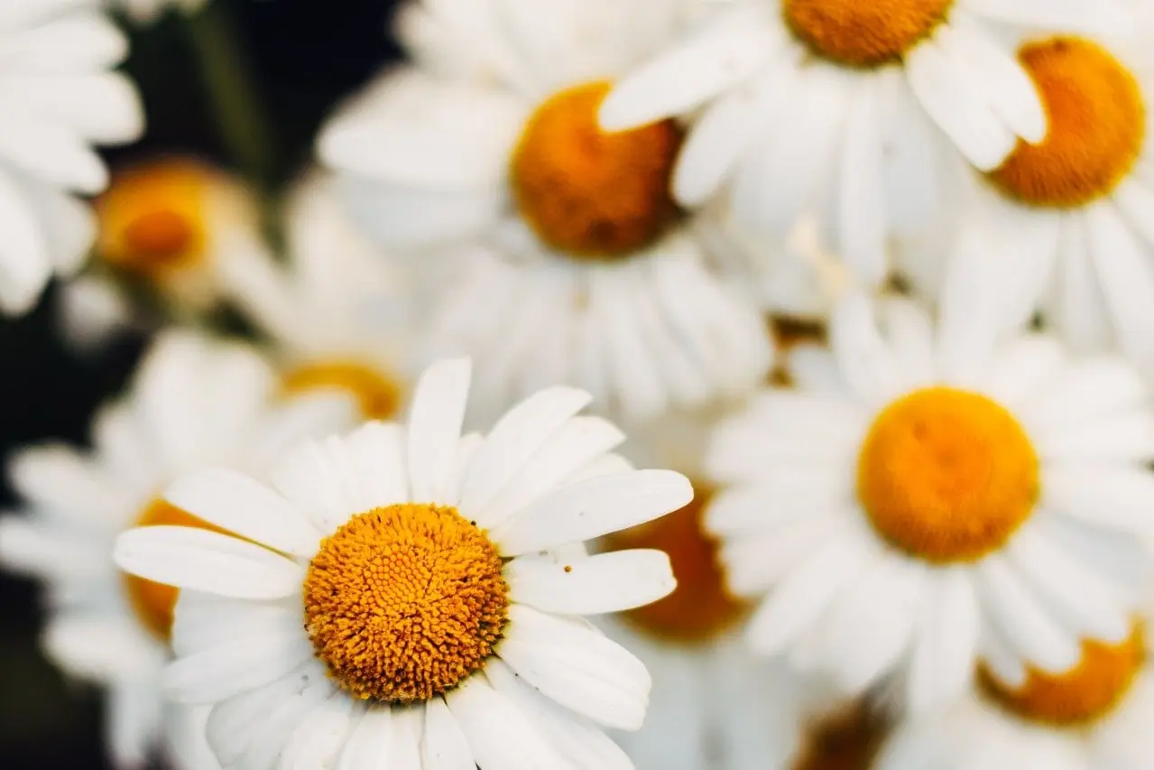 Anthemis Nobilis (Chamomile) Flower Oil in Skincare
