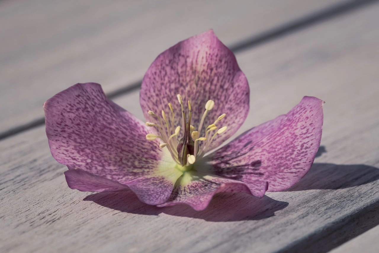 Swertia Japonica in Skincare